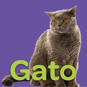 Gato