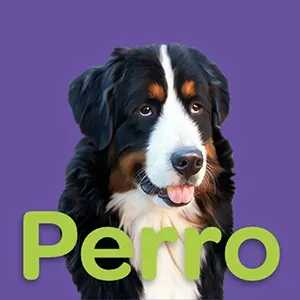 Perro