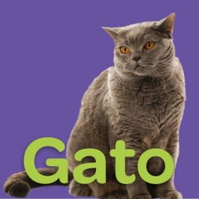 Gato